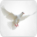 Dove sounds APK