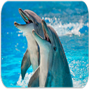 APK suoni Dolphin