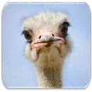 Ostrich sounds APK