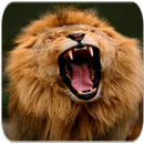 Lion sounds-APK