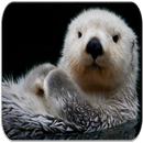 Sea Otter sounds APK