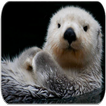 Sea Otter Sounds