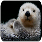 Sea Otter Sounds Zeichen