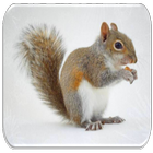 Squirrel sounds icon