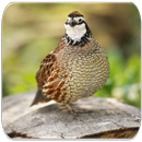 Quail bird sounds APK