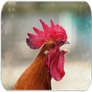 Rooster sounds APK