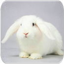 الأصوات أرنب APK