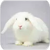Kaninchen Klänge APK