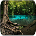 RainForest sounds