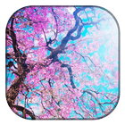 Cherry Blossoms Wallpaper icône