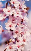 Cherry Blossoms Wallpaper capture d'écran 1
