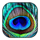 Peacock Wallpaper icône