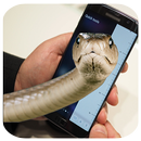 Snake On Screen Prank and Hissing Joke 2017 APK