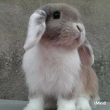 Easter Bunny zdjęcia