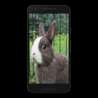 Rabbit Puzzle Game Free screenshot 1