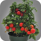 How to Grow Tomatoes in a Pot DIY icône