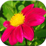 Amazing Flowers Wallpapers icône