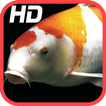 Koi Fish HD Wallpaper
