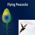 Flying Peacocks 图标