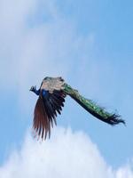 Flying Peacocks 截图 1