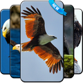 Eagle Wallpaper Free
