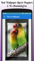 Lovebird Wallpaper Free ảnh chụp màn hình 1