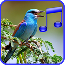 Amazing Bird Sounds Effects - Latest Birds Noises APK