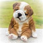 Cute Puppy Wallpaper icono