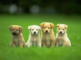 Cute Puppy Wallpaper Poster
