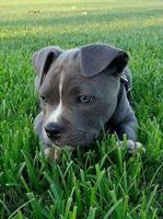 Cute Puppy Wallpaper captura de pantalla 1