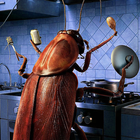 Cockroaches in the kitchen ikon