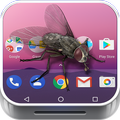 Fly on Phone joke