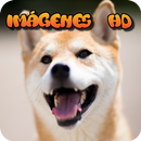 Imagenes de perros tiernos HD - cachorros APK