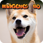Imagenes de perros tiernos HD - cachorros icône