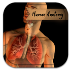 Human Anatomy Guide أيقونة