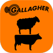 Gallagher Animal Dashboard