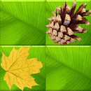 Forest Memory APK