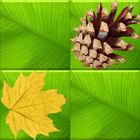 Forest Memory icon