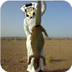 صيد الضبان APK