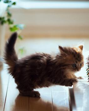 Fondos De Pantalla De Gatitos Tiernos Fur Android Apk Herunterladen