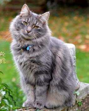 Fondos De Pantalla De Gatitos Tiernos For Android Apk Download