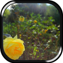 In The Sun Appum™ APK