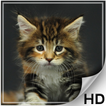 Fonds d'écran Cute Cats - HD