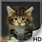Fonds d'écran Cute Cats - HD icône