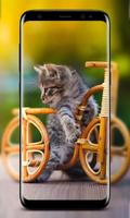 Cute Cats Wallpapers - HD screenshot 2