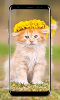 Cute Cats Wallpapers - HD screenshot 3