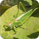 Sons de cricket APK