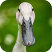 Duck Sounds