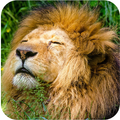 Lion Sounds