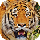 Le tigre sonne APK